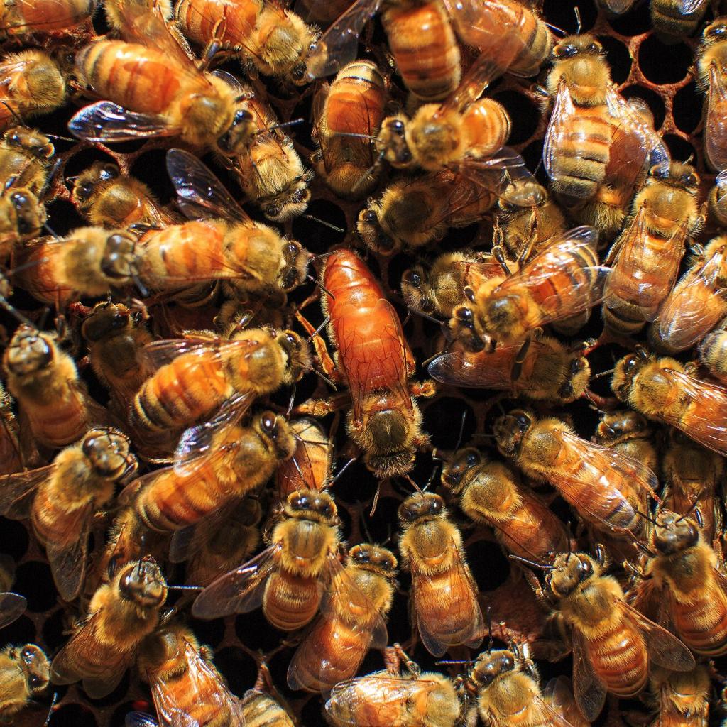 как выводить маток пчел