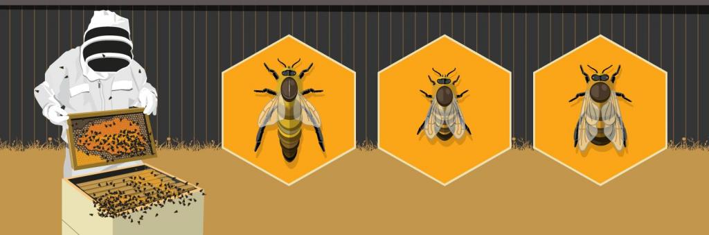 как вывести матку пчелы в домашних условиях