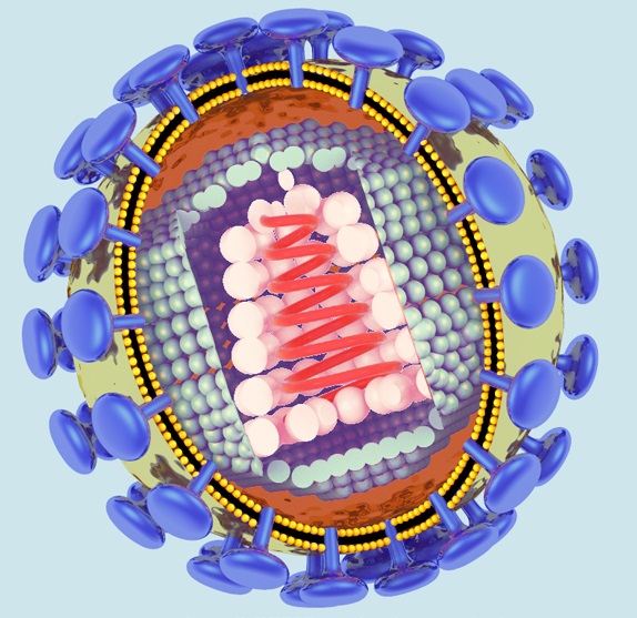 Структура вируса ВИЧ