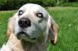 Лечение помутнение роговицы глаза у собак