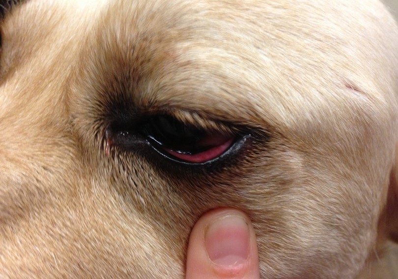 Лечение помутнение роговицы глаза у собак thumbnail