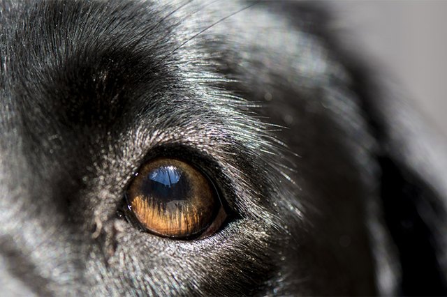 Чем лечить помутнение роговицы глаза у собаки thumbnail