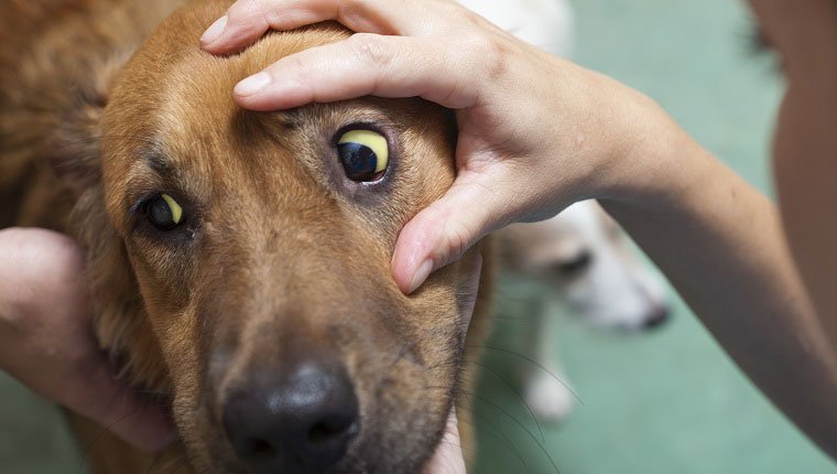 Помутнение роговицы глаза у собаки фото thumbnail