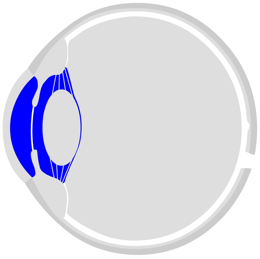 Передняя и задняя камеры глаза