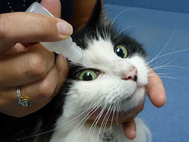 Закисают глаза у котенка лечение thumbnail