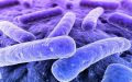 Доклад о бактериях которые вызывают болезни