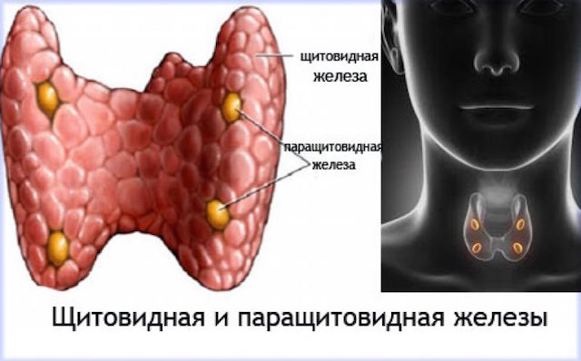 Поджелудочная железа относится к железам внутренней thumbnail