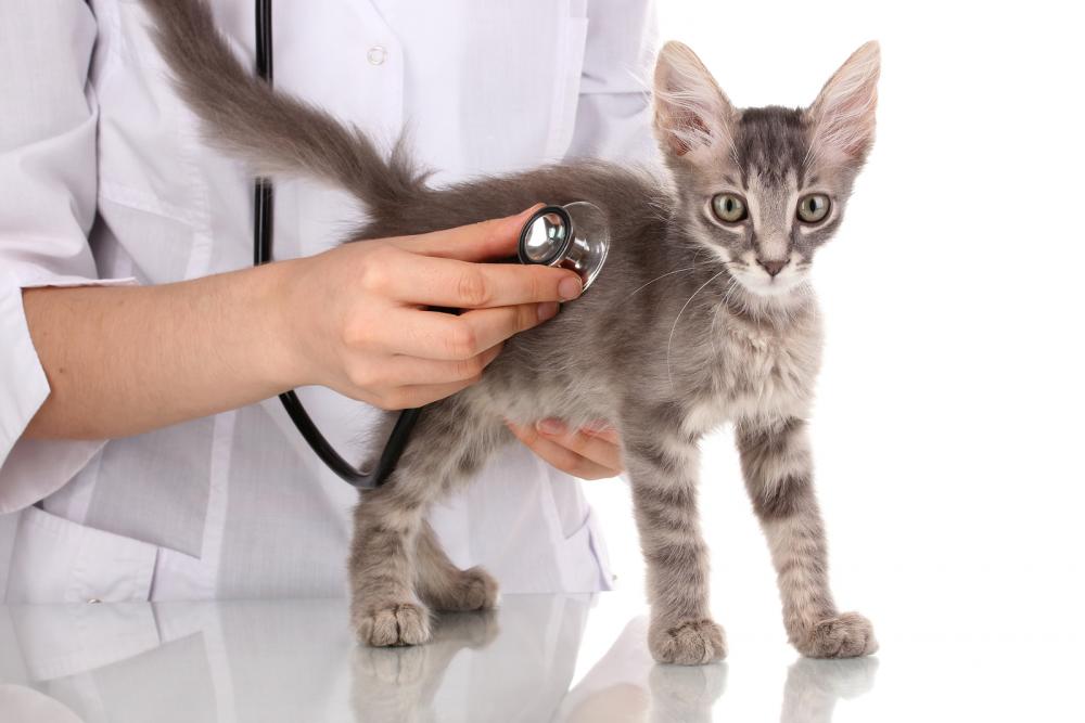 Какие бывают прививки от бешенства для кошек thumbnail
