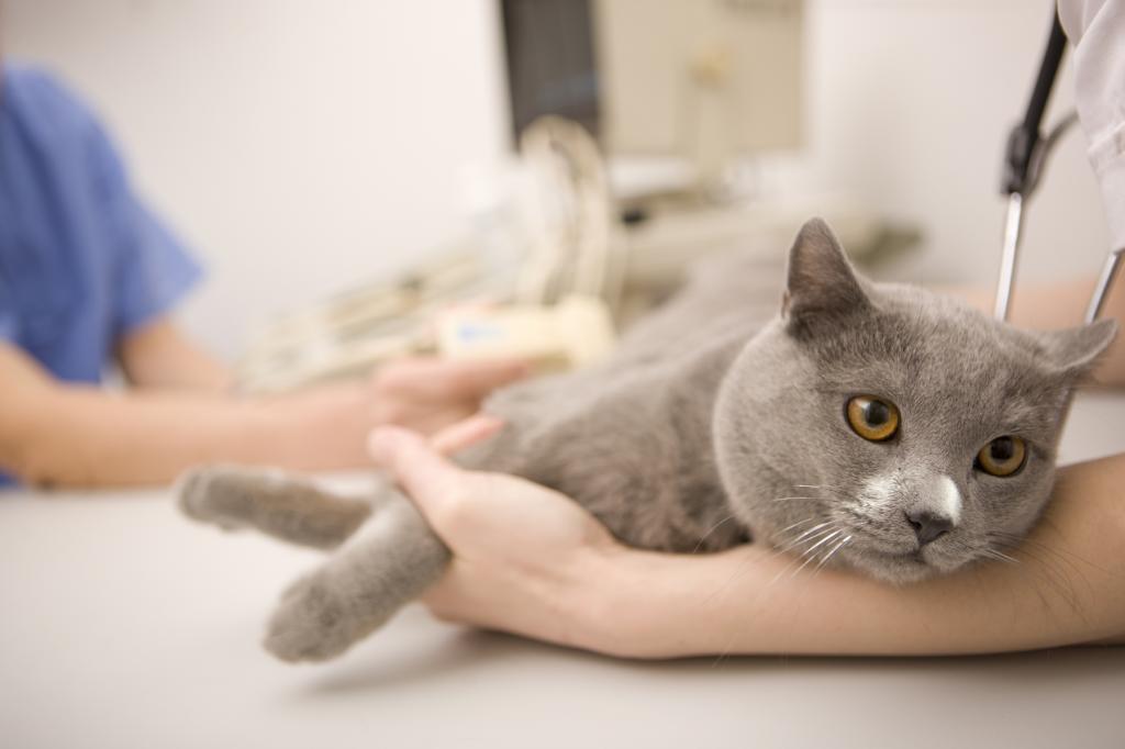 Состав прививки от бешенства для кошек thumbnail
