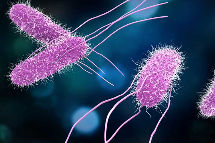 Какую из следующих болезней вызывают бактерии thumbnail