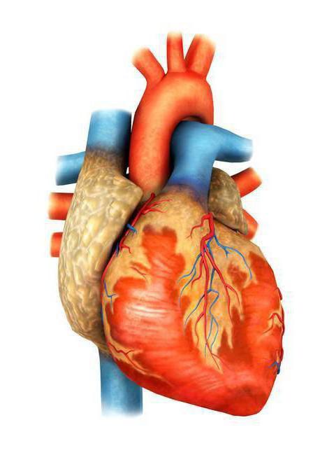 гемодинамические варианты артериальной гипертензии