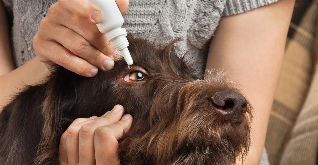 Лечение болезней глаз у собак