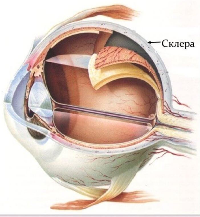 Как называется прозрачная часть белочной оболочки глаза