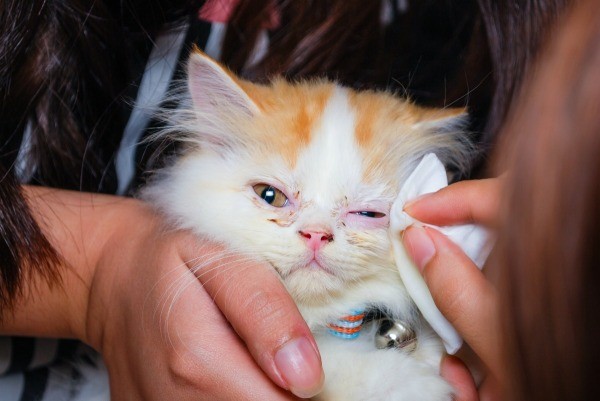 Чем лечить глаза котенку, если гноятся