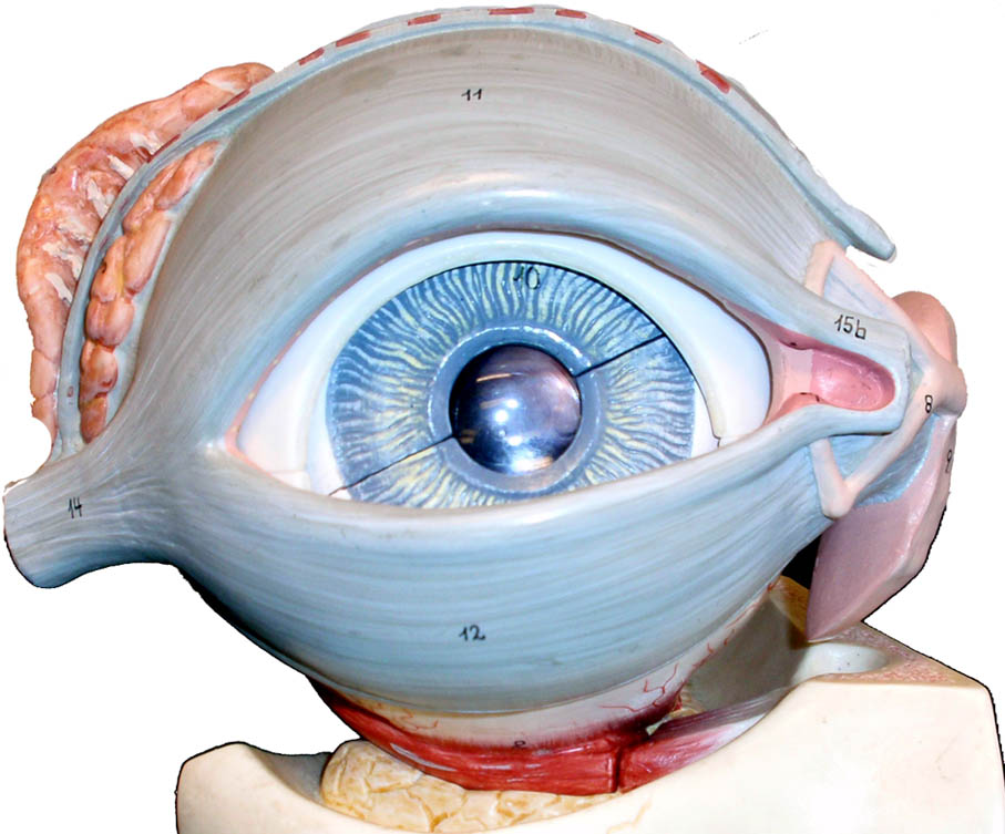 Глазные яблоки расположены в парных углублениях черепа. Анатомия глаза. Анатомия глаза внутри. Анатомическая модель глаза.