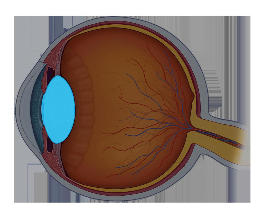 Принцип работы хрусталика 8 класс биология. Хрусталик глаза. Оптическая система глаза. Хрусталик человеческого глаза. Клетки хрусталика глаза.