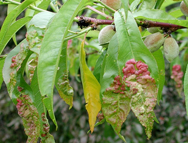 болезни дерева персика