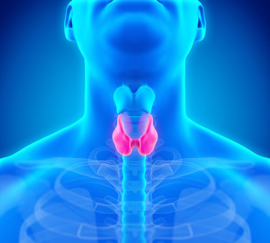 Какую роль играет щитовидка в организме?
