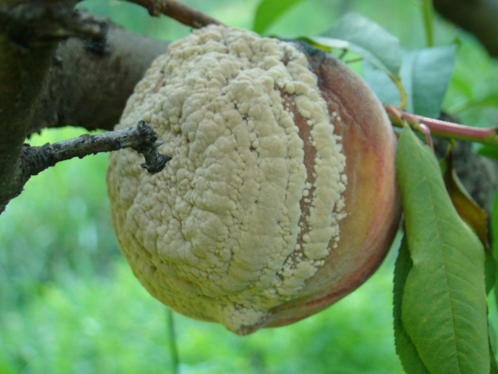 плодовая гниль на персиках