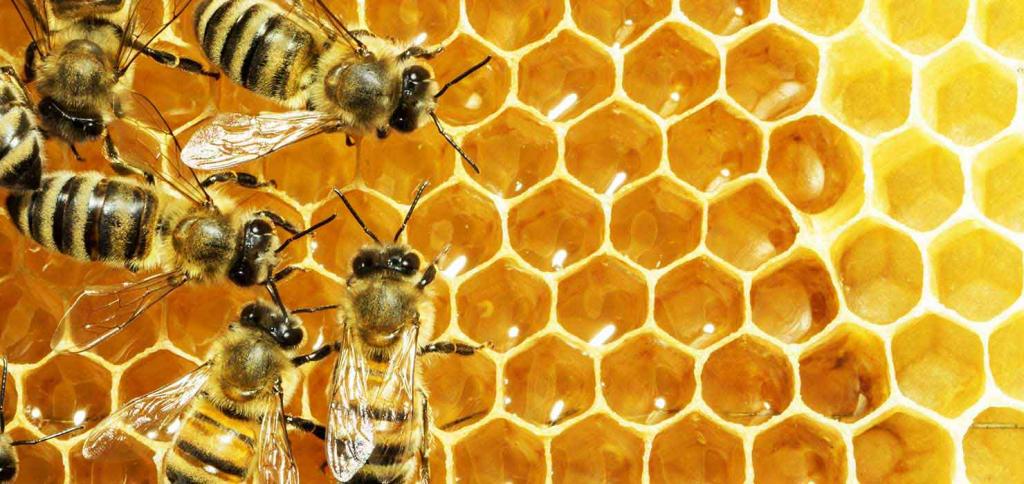 как выводить маток пчел без пересадки личинок