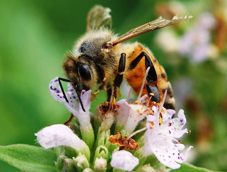 в какой породе пчел лучше выводить маток