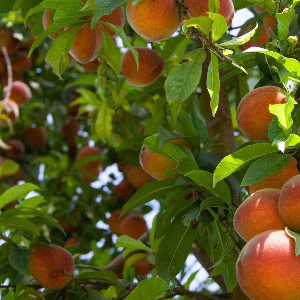дерево с плодами персика
