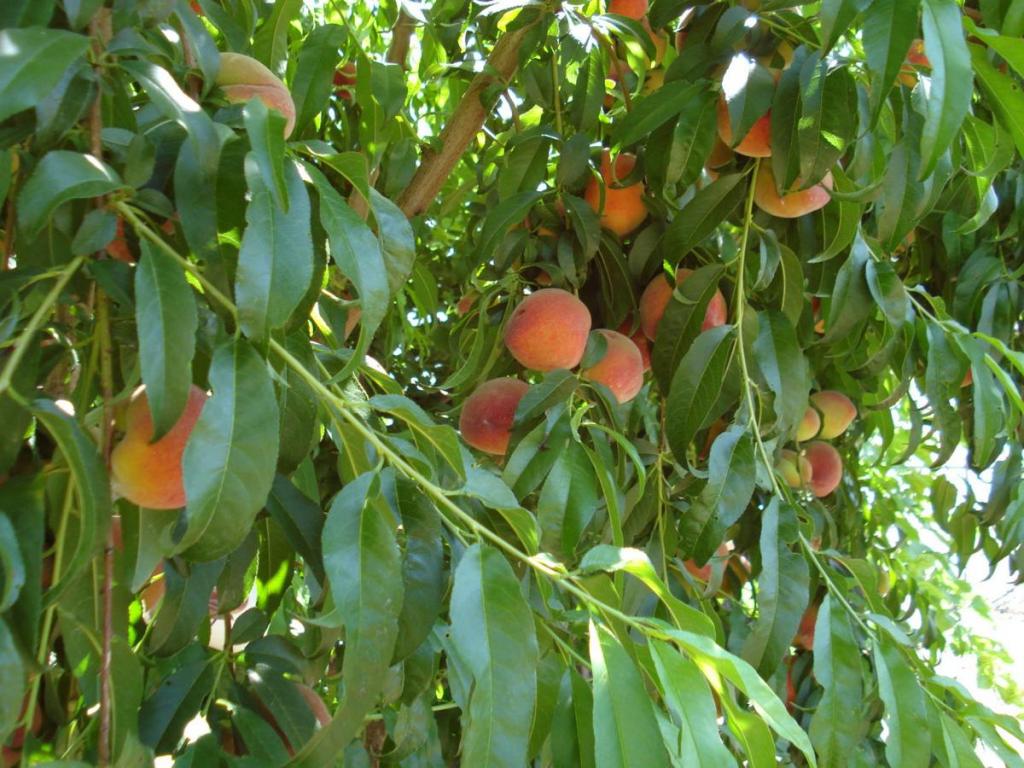здоровое персиковое дерево