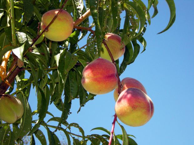 персиковое дерево с плодами