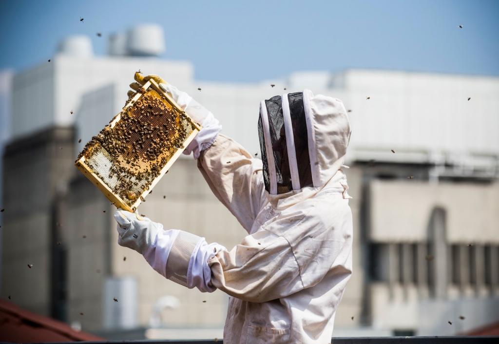 как сделать отводок пчел без матки весной