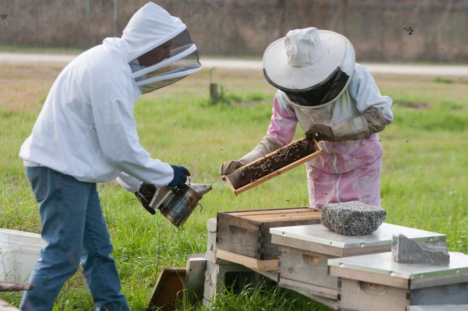 создание отводков пчел без матки