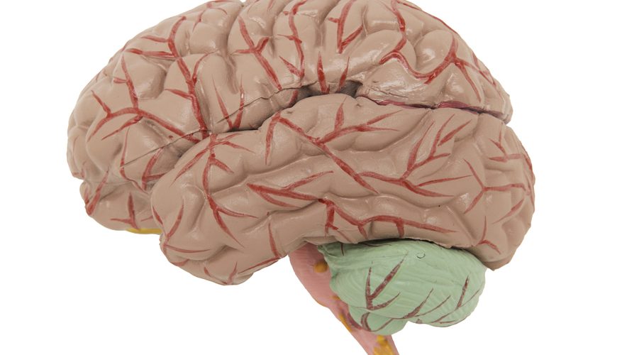 макет головного мозга