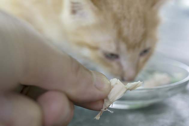 аллергия на корм у кота чем лечить