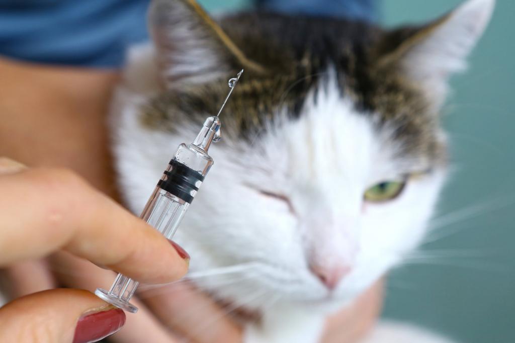 прививки от бешенства для кошек