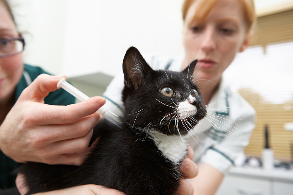 вакцинация против бешенства кошек