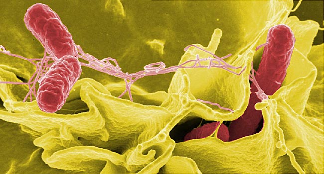 Бактерия сальмонелла