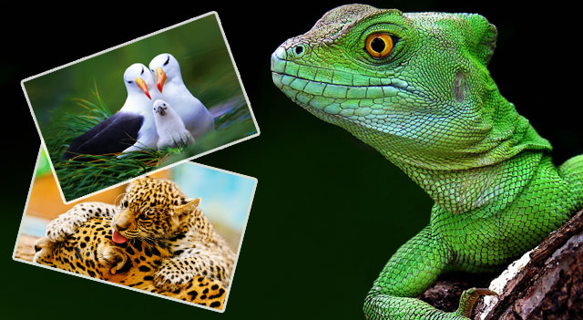 Рептилия, птицы и млекопитающие
