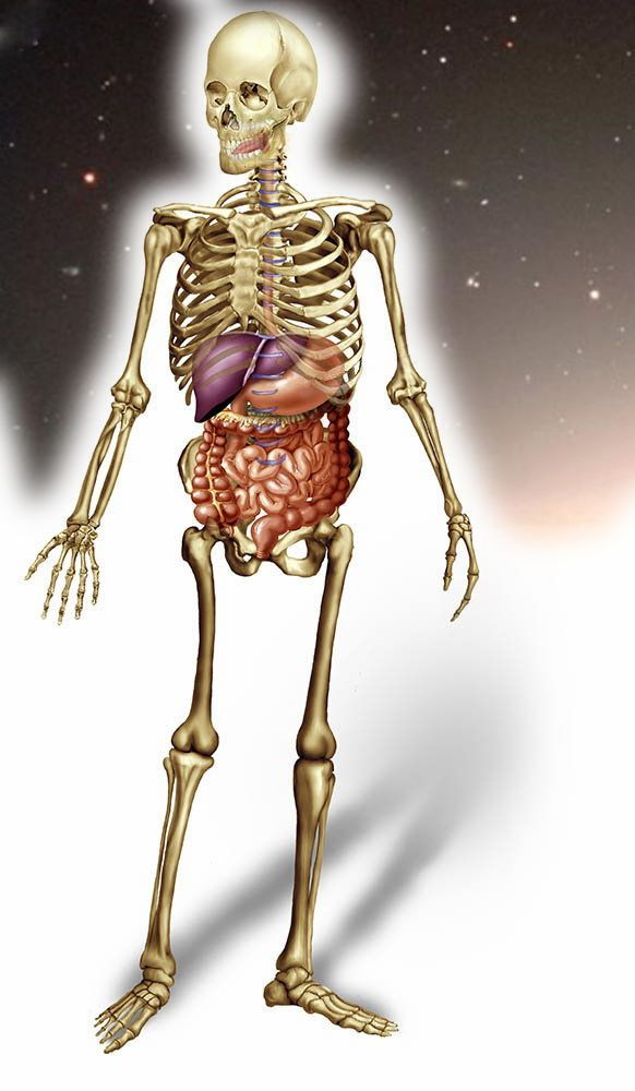 Скелет с пищеварением