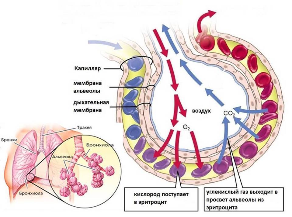 Схема газообмена в альвеоле