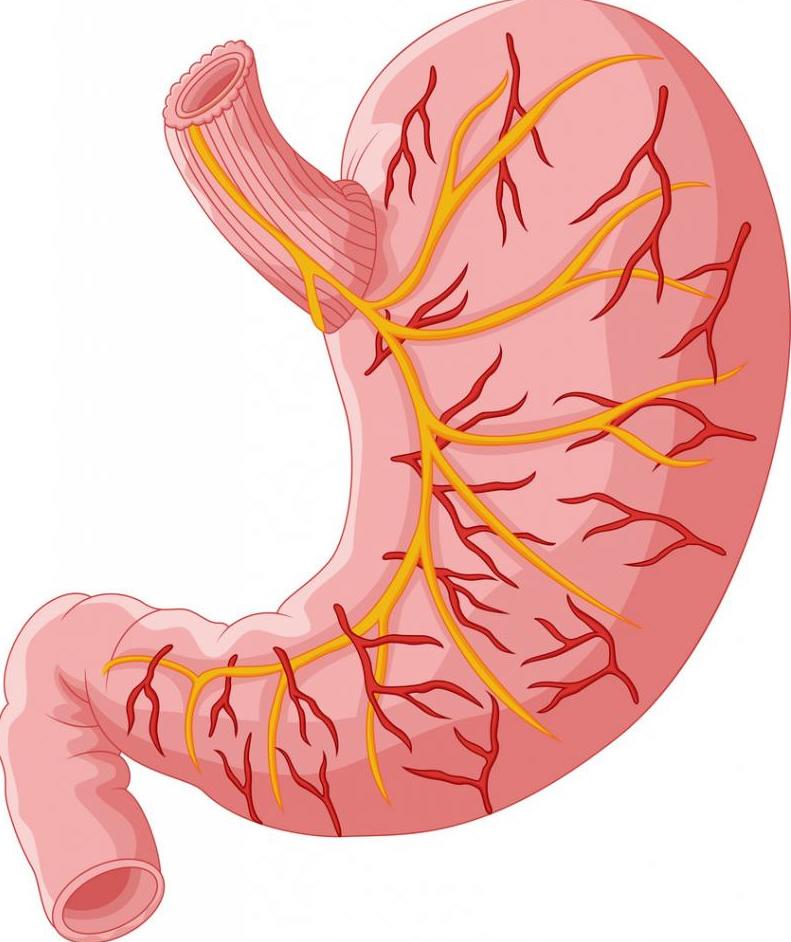строение органов желудка